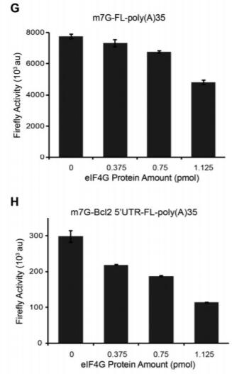Recombinant eIF4GI fails to stimulate capdependent translation. Translation of m7GpppGFL-poly (A)35 and m7GpppG-Bcl2 5'UTR-FL-poly (A)35 was determined in nuclease-untreated rabbit reticulocyte lysates supplemented with the indicated amounts (pmol) of the full-length eIF4GI.